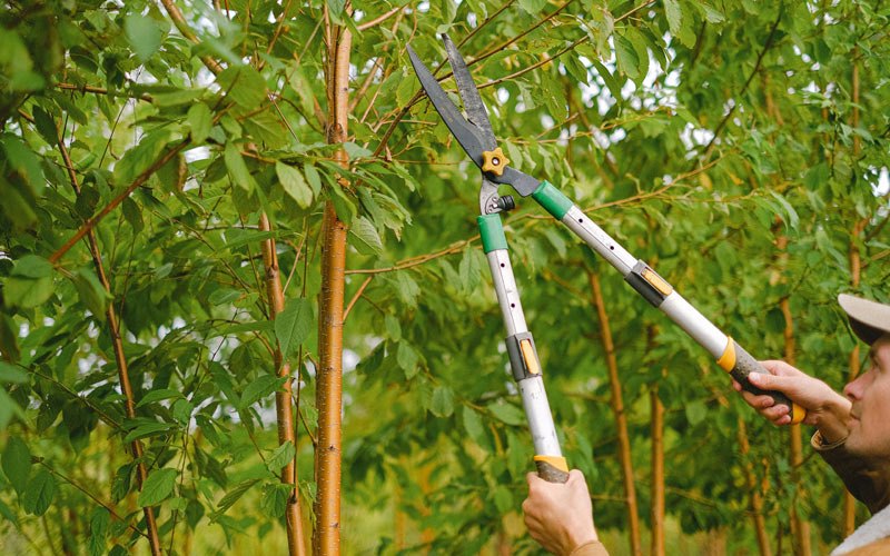 Tree trimming in Urbana, IA