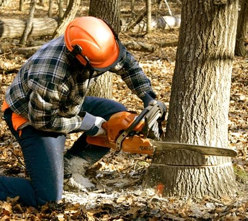 Tree Removal in Urbana, IA